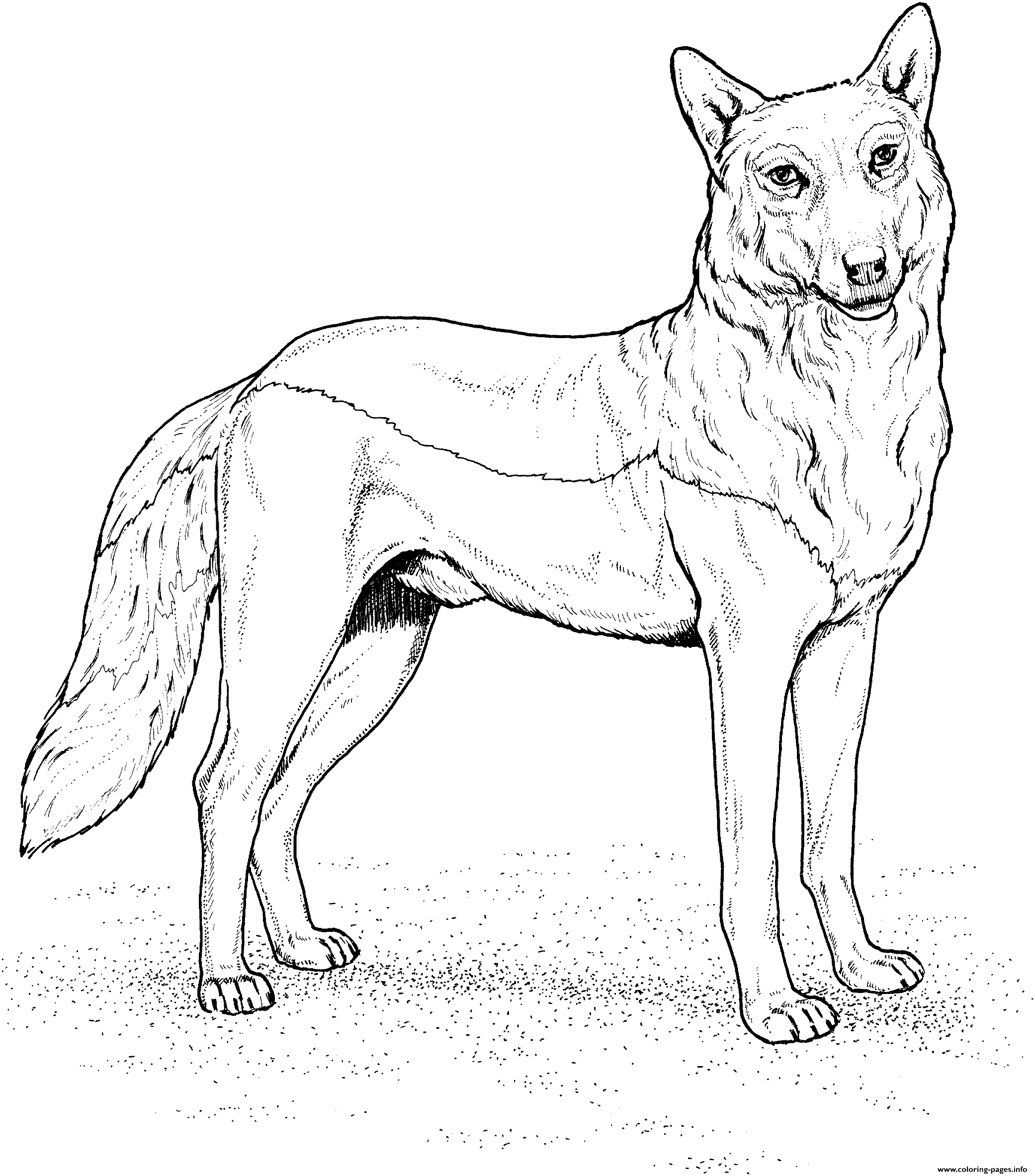 Red Wolf coloring