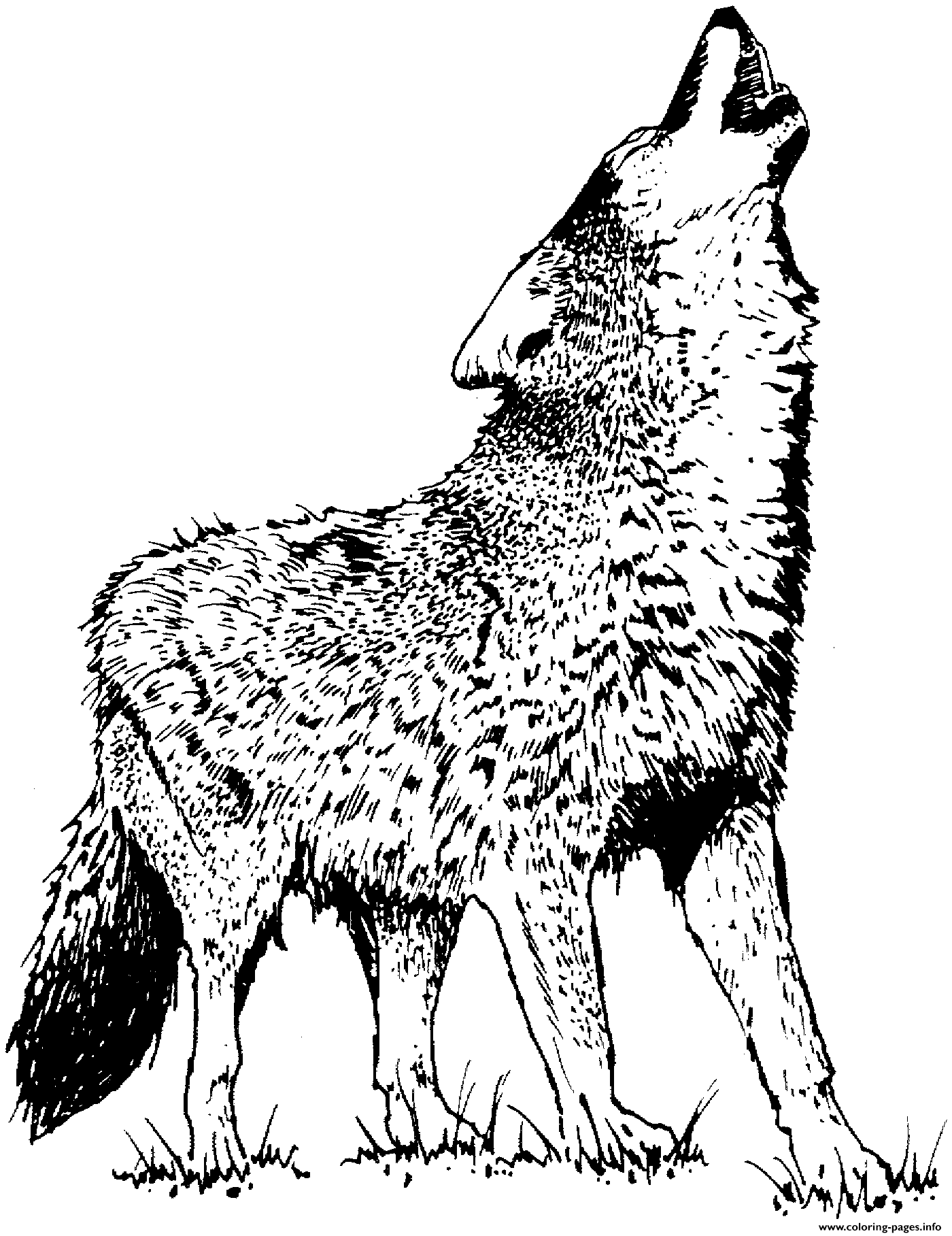 Realistic Wolf 2 Coloring page Printable