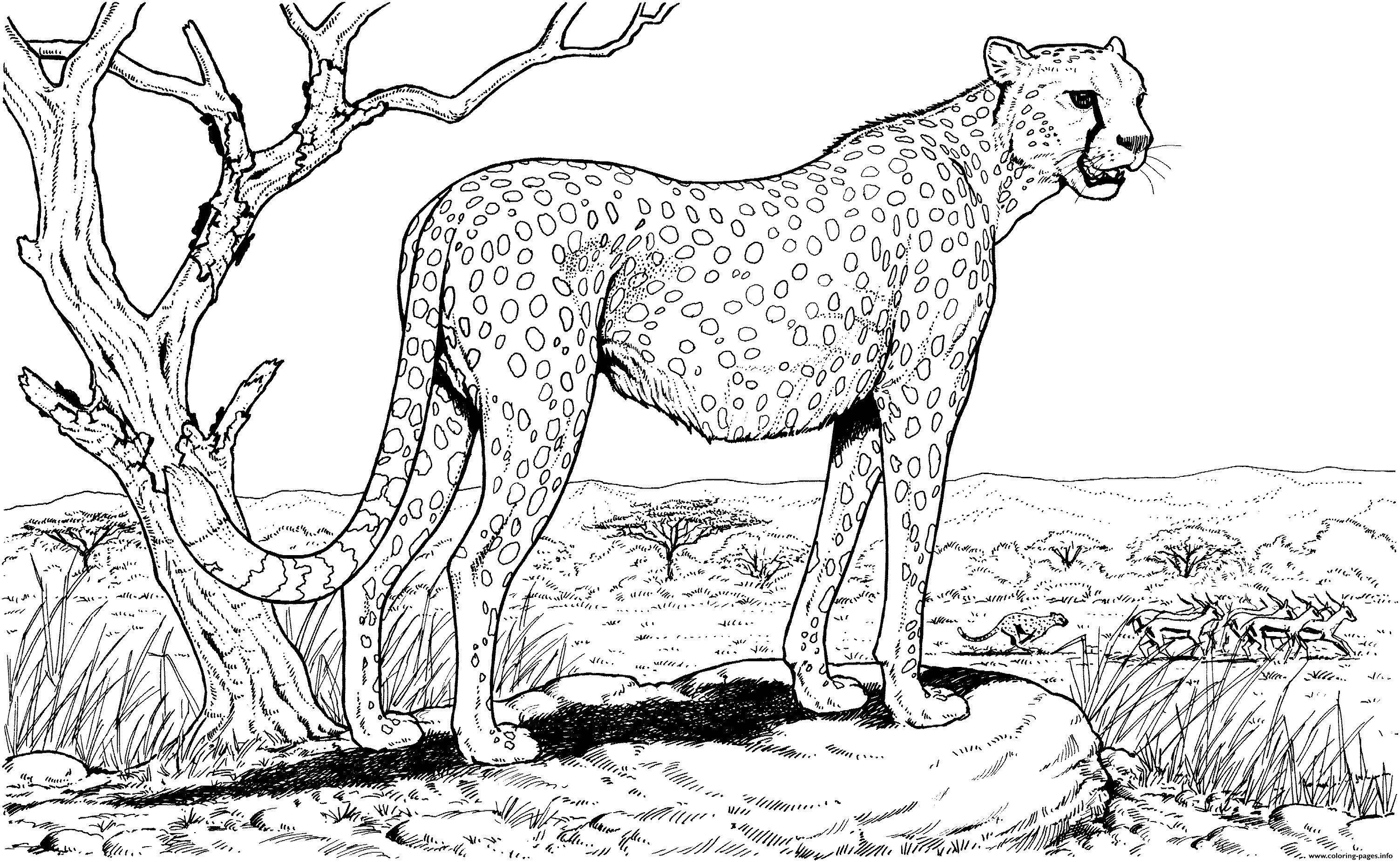 Cheetah In Nature Animal Hard Adult Coloring page Printable