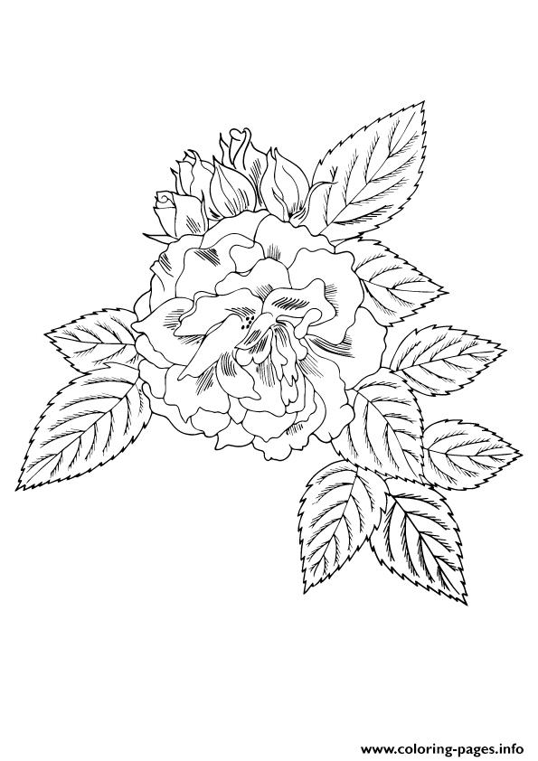 coloring a4 flower rose printable flowers parentune