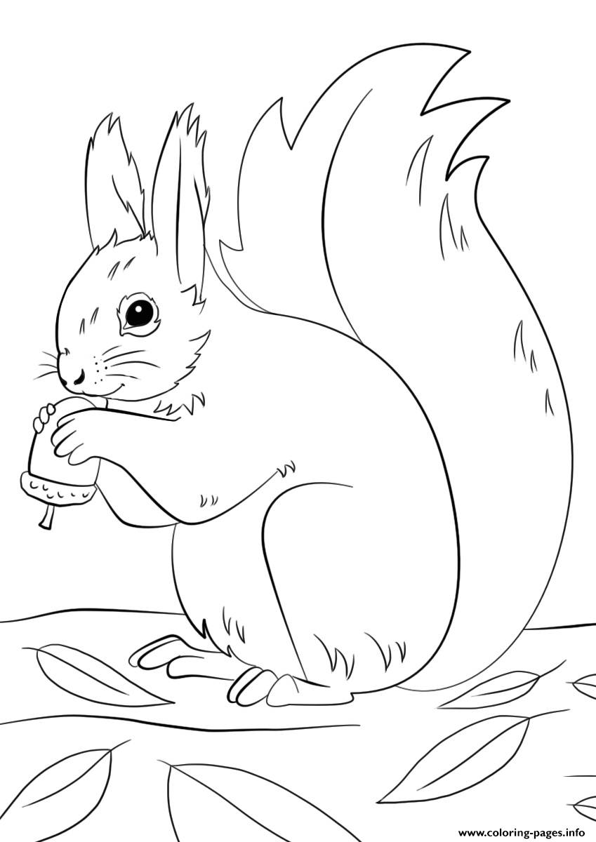 Squirrel Preparing For Winter Fall coloring