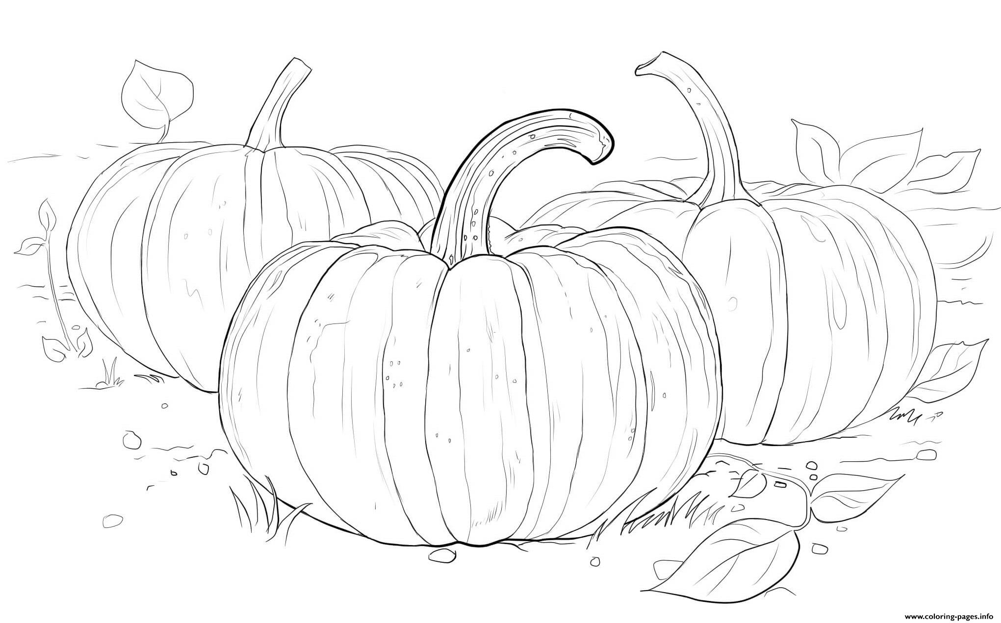 Three Pumpkins Halloween coloring