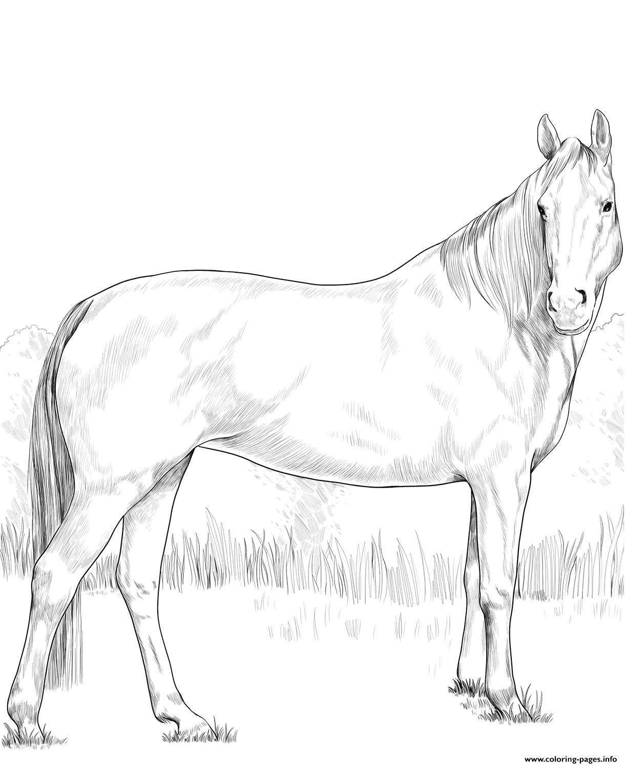 Horse Warmblood Mare Coloring page Printable