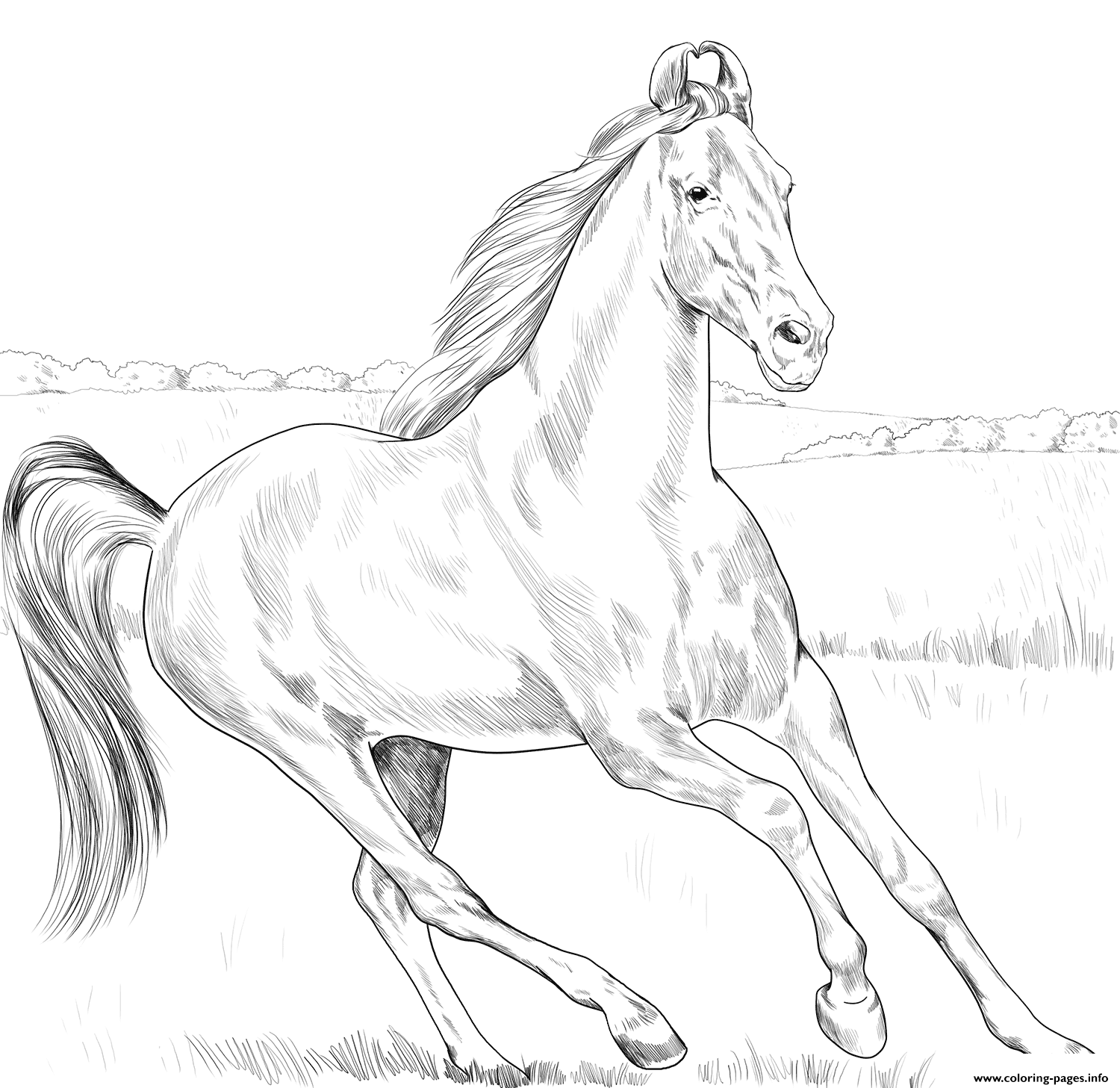 Horse Marwari Coloring Pages Printable