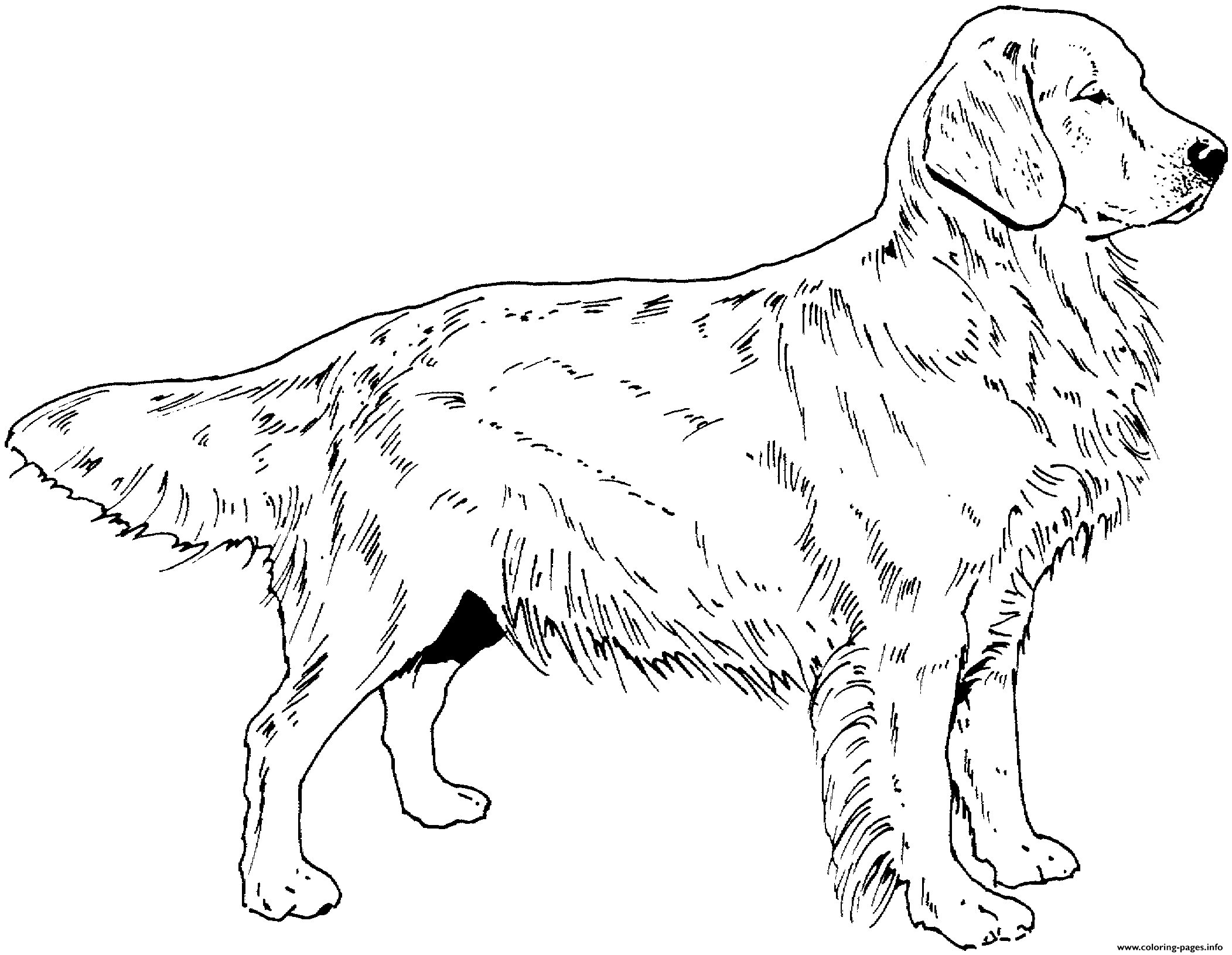 Golden Retriever Dog coloring