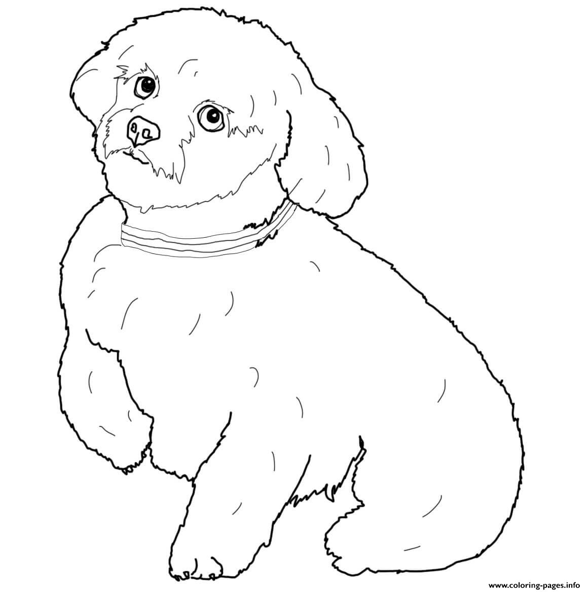 Short Hair Maltese Dog coloring