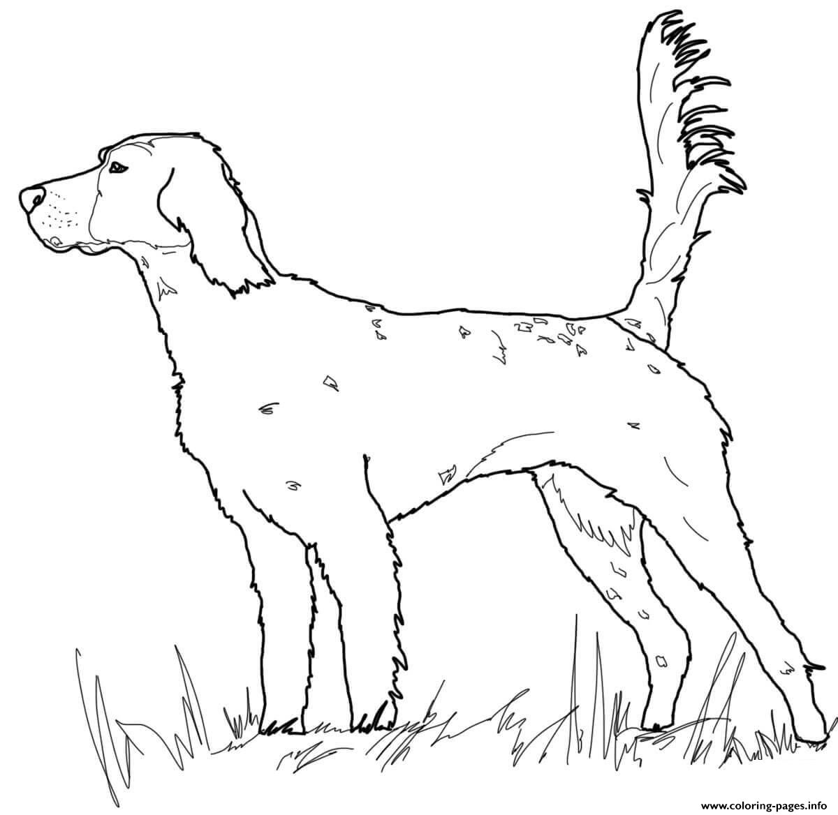 English Setter Dog coloring