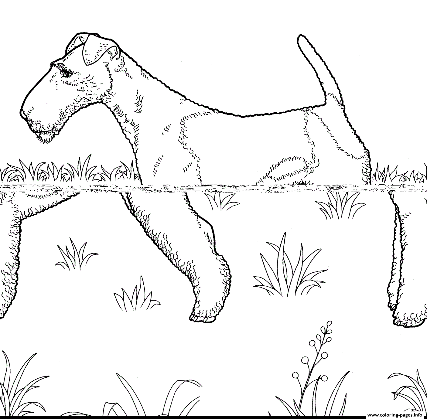 Fox Terrier coloring