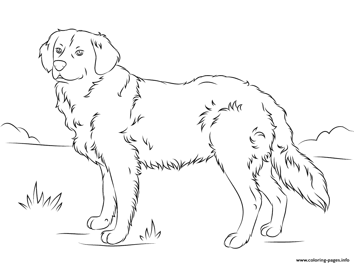 golden retriever cute dog coloring page printable