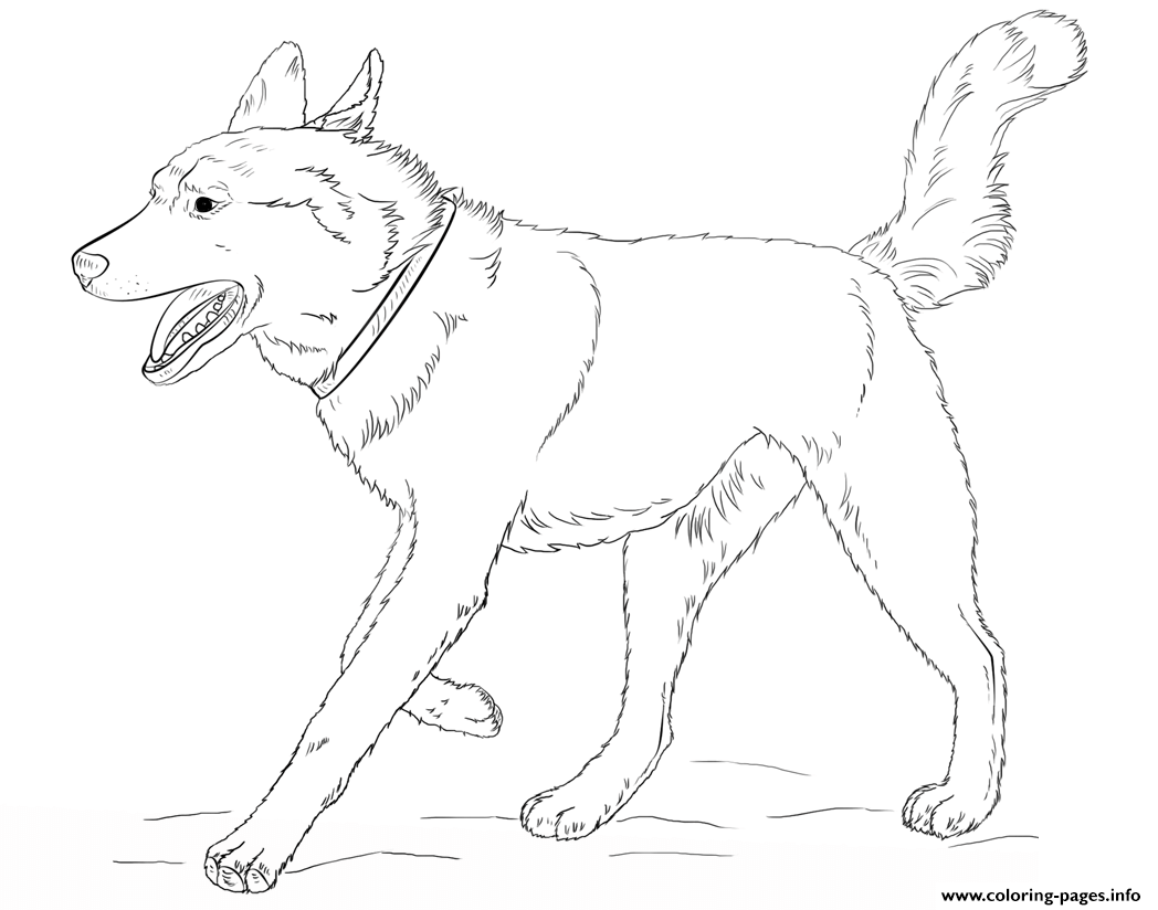 Husky Dog Realistic Coloring Pages Printable