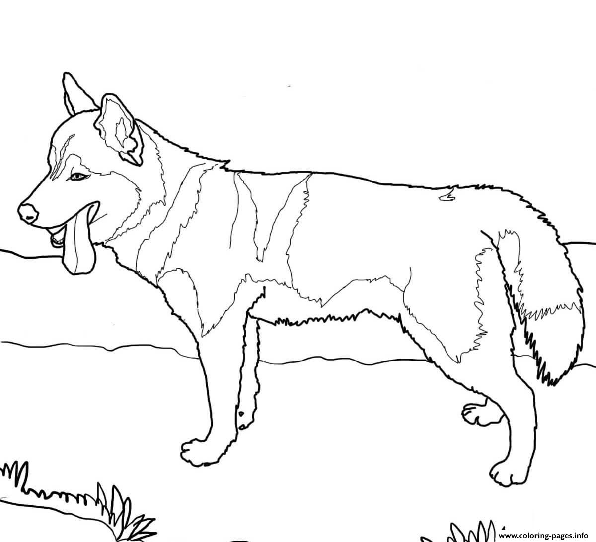 Siberian Husky Dog coloring