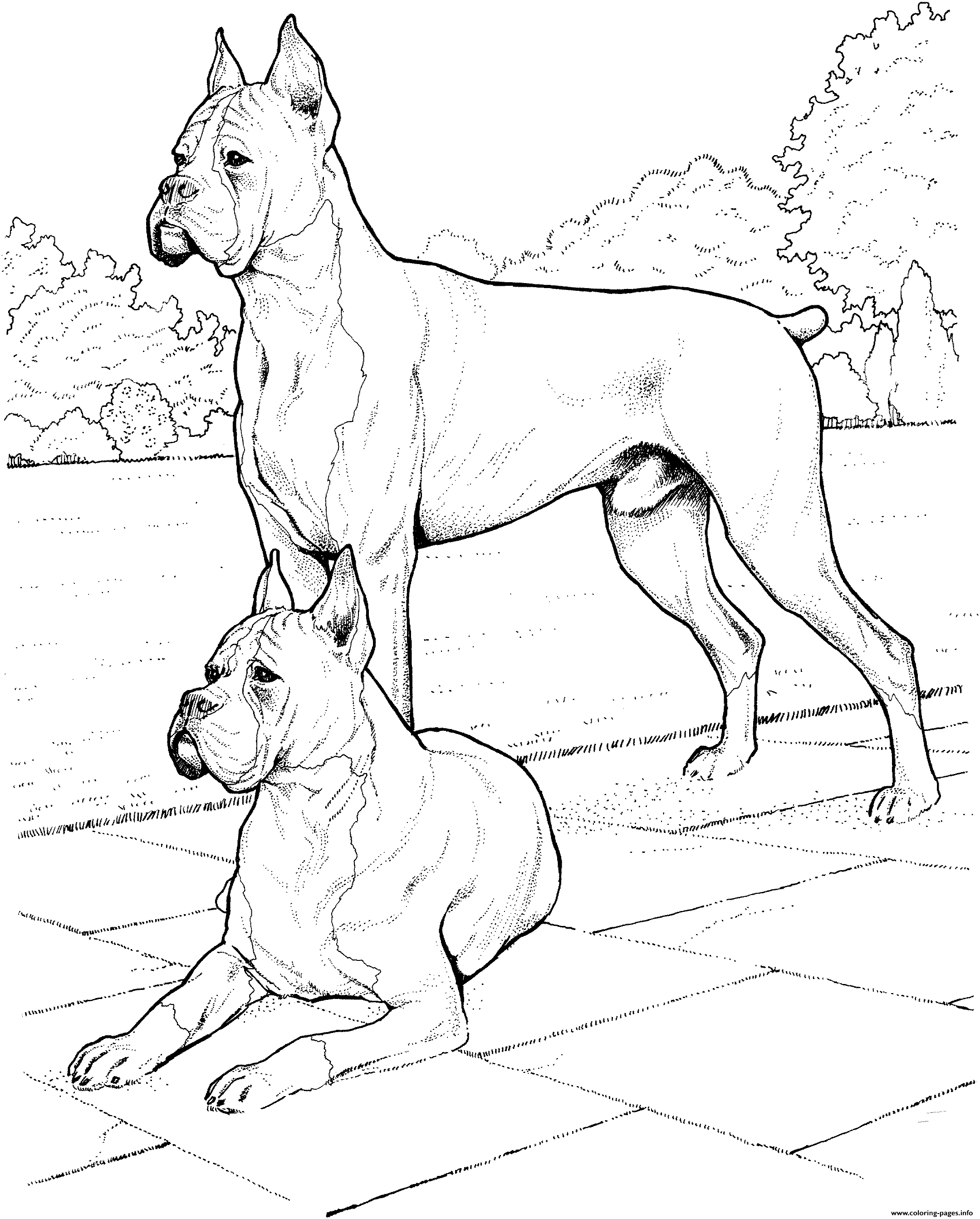 Two Boxer Dogs coloring