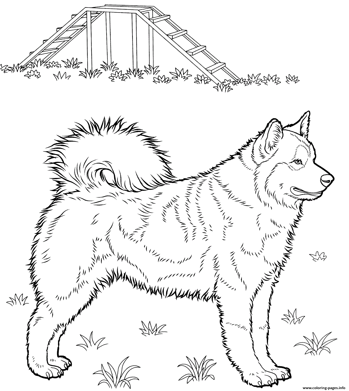 Husky Dog Coloring Page Printable