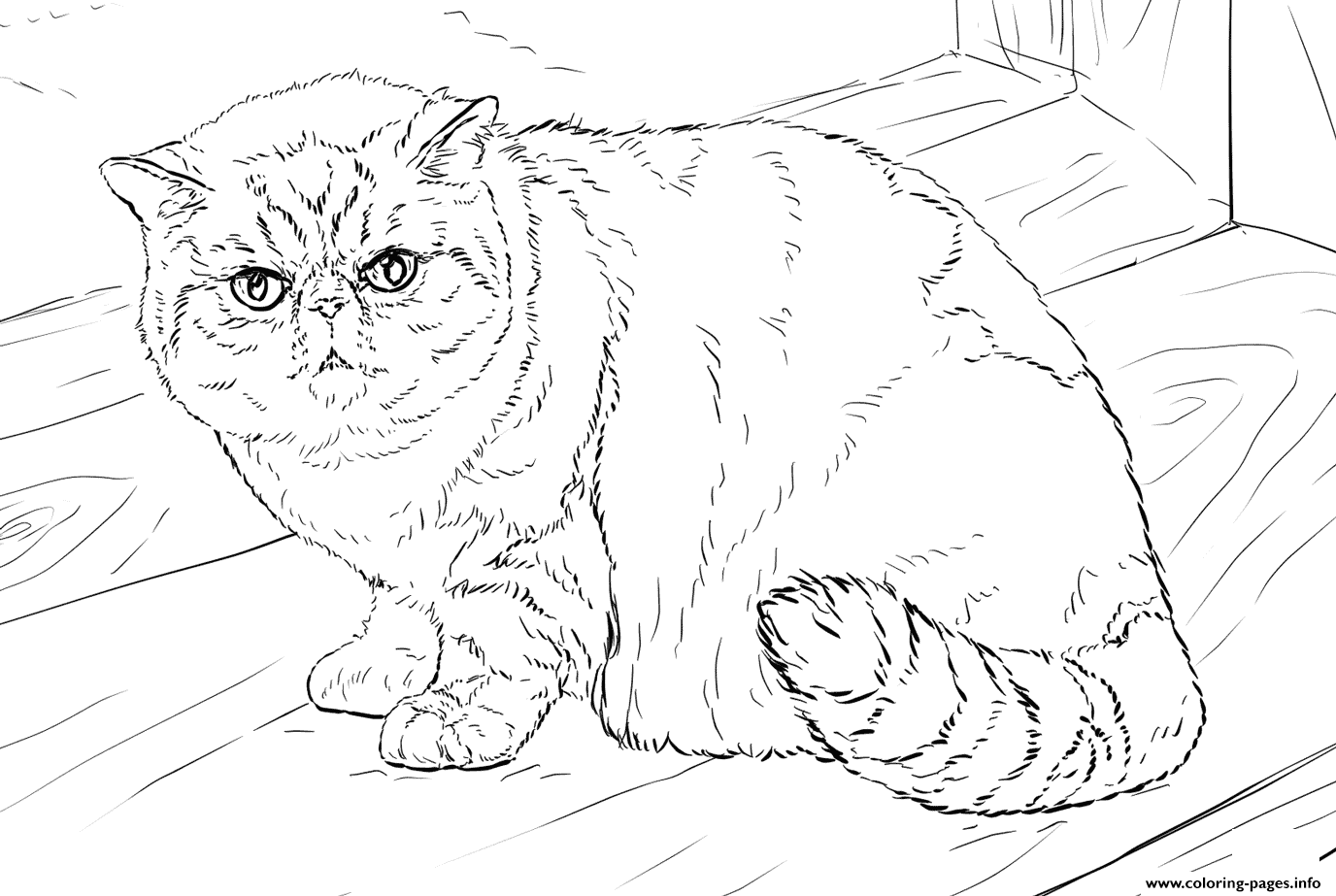 Exotic Shorthair Cat Coloring Pages Printable