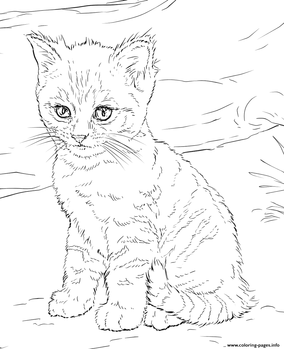 Cute Kitten Coloring Pages Printable