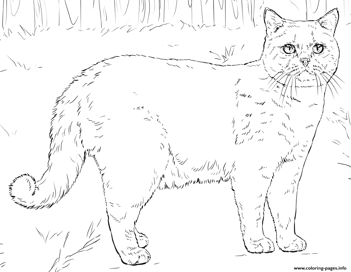 British Shorthair Cat coloring