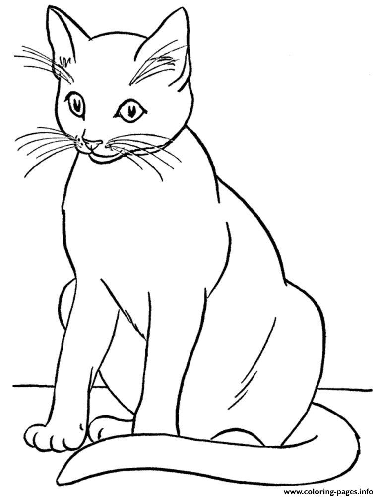 Realistic Cat Cute coloring