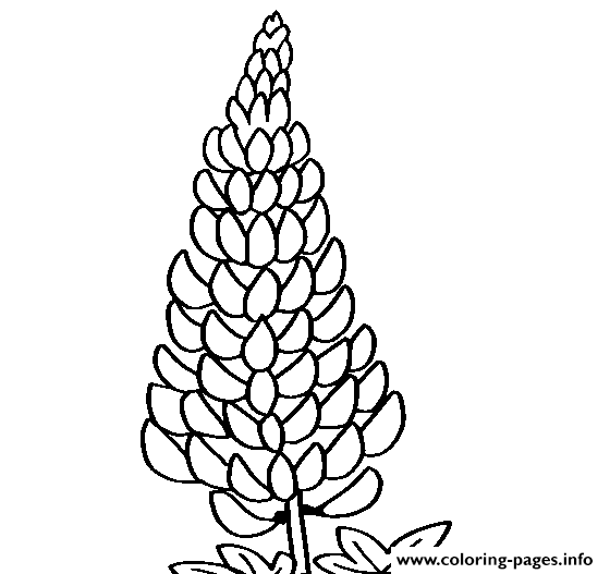 Lupine Flower coloring