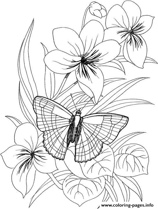 Download Butterfly Flower Coloring Pages Printable