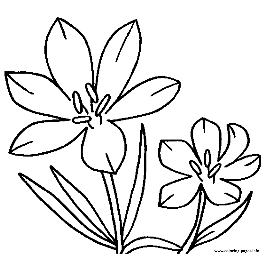 Download Blossom Crocus Flower Coloring Pages Printable