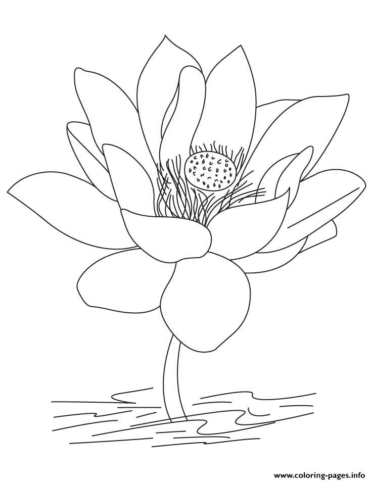 Lotus Flower Simple coloring