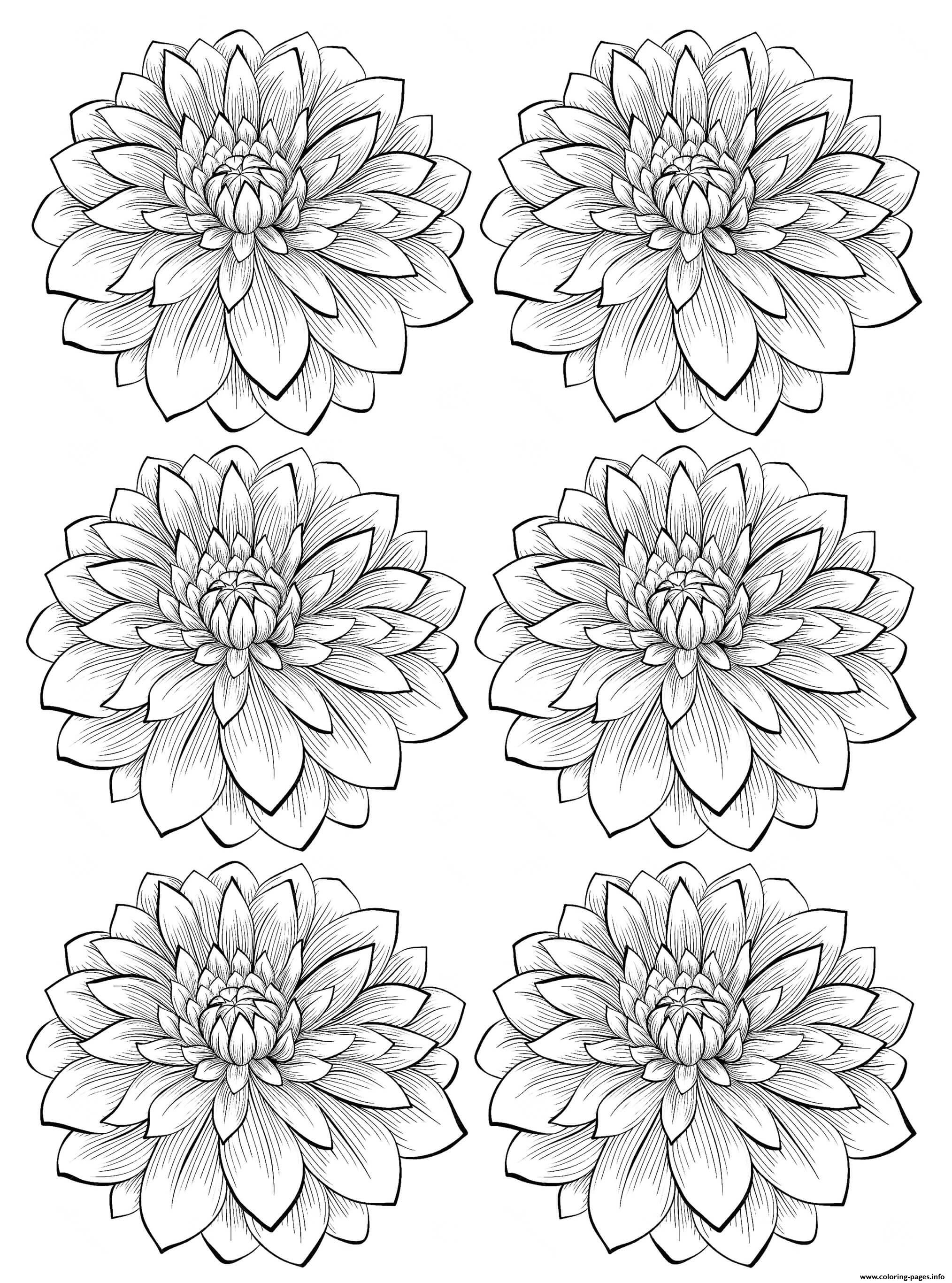 Adult Six Dahlia Flower Coloring Pages Printable
