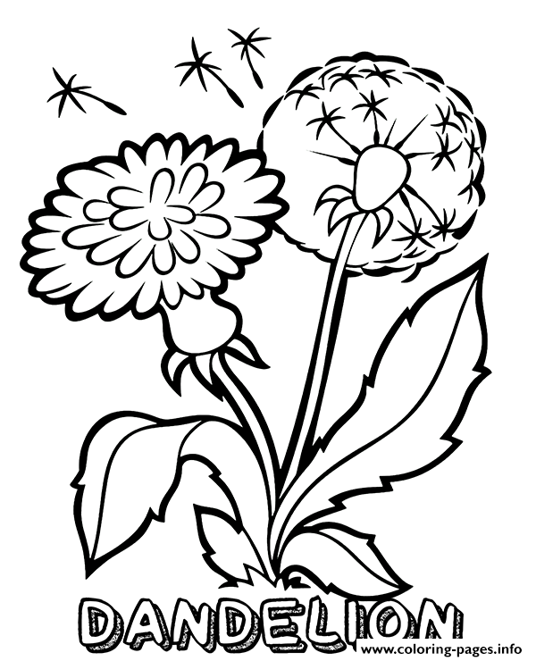Dandelion Flower coloring