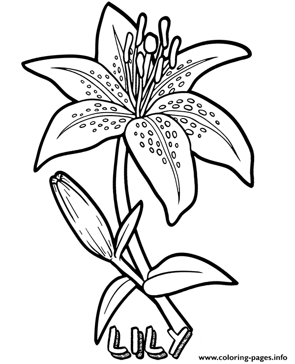 Lily Flower Coloring Pages Printable