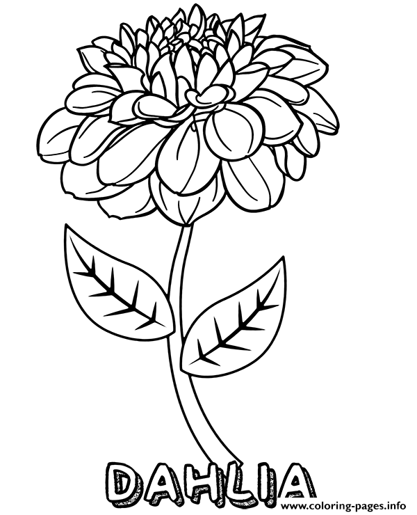 Dahlia Flower coloring