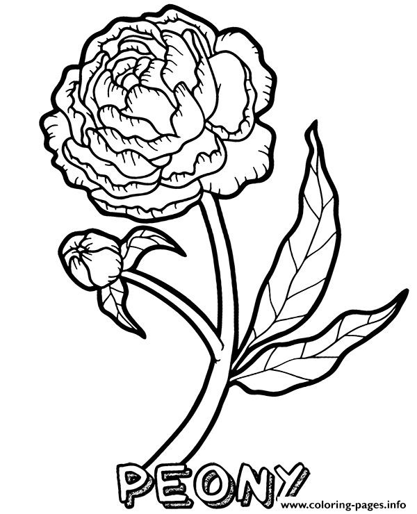 Peony Flower coloring