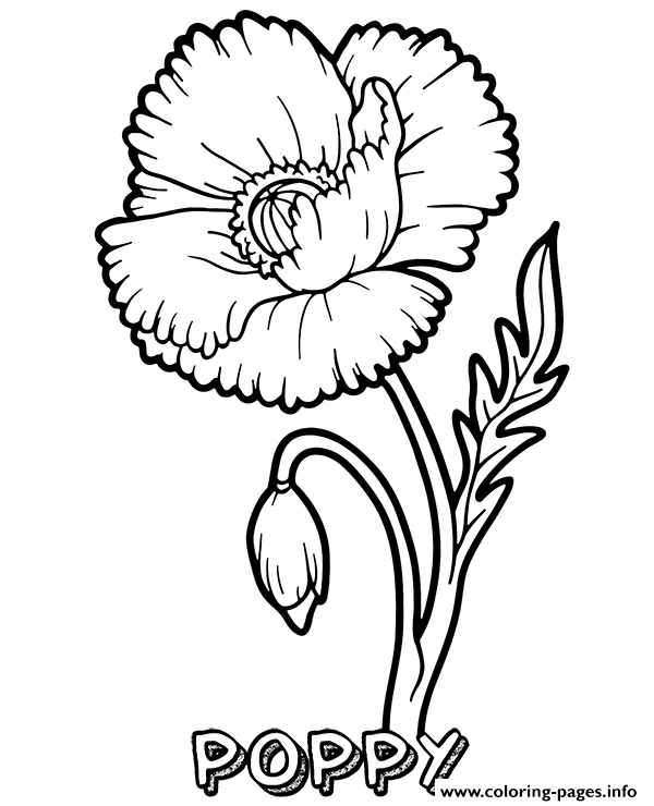 Poppy Flower coloring