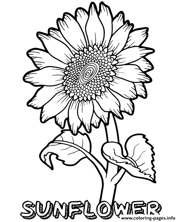 Sunflower Flower coloring