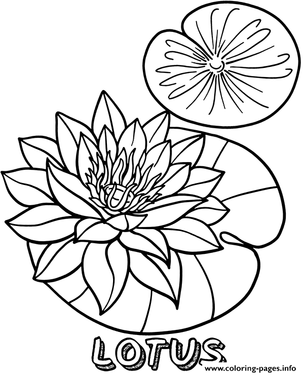 Lotus Flower Printable Coloring Pages Printable