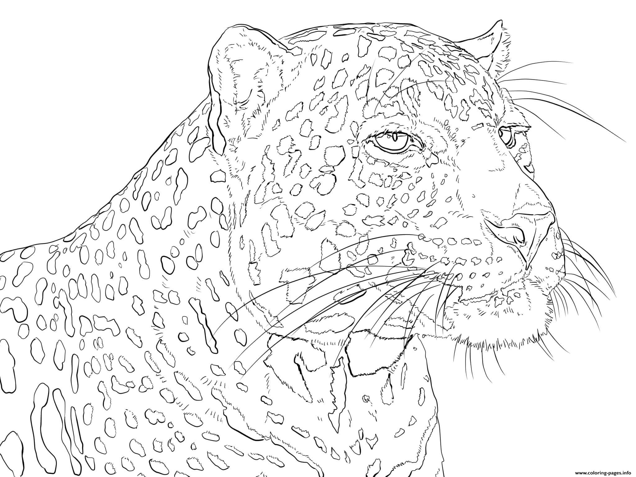 African Leopard Pardus coloring pages