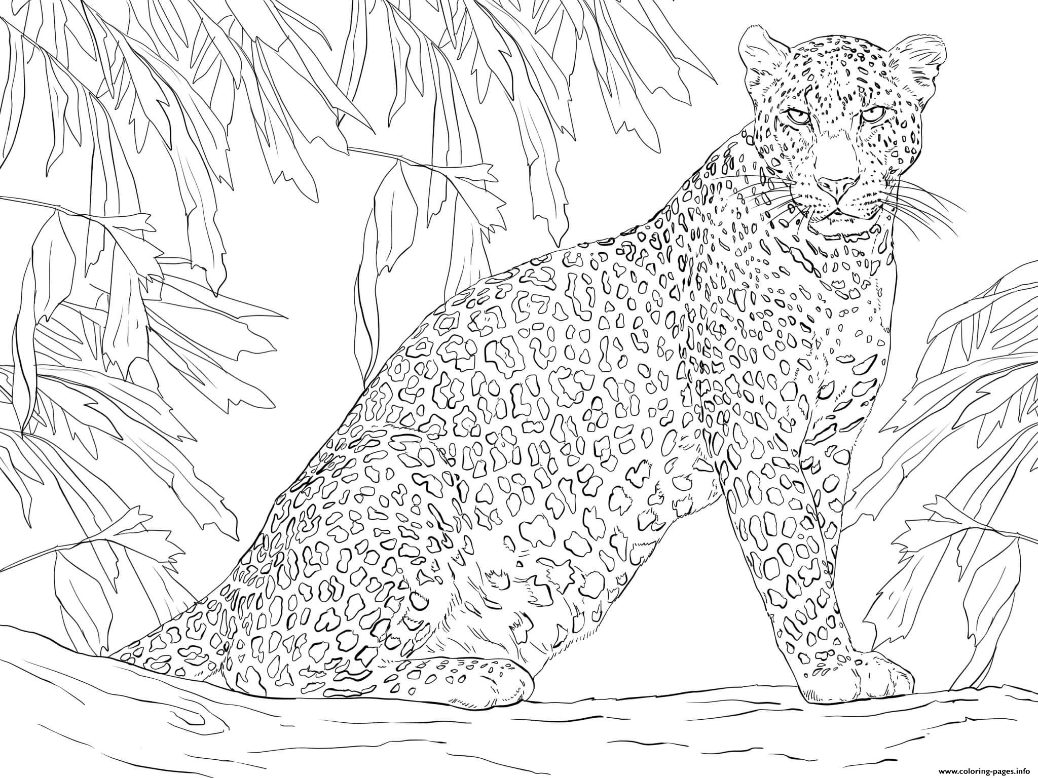 Leopard Panther Member Of The Felidae coloring pages