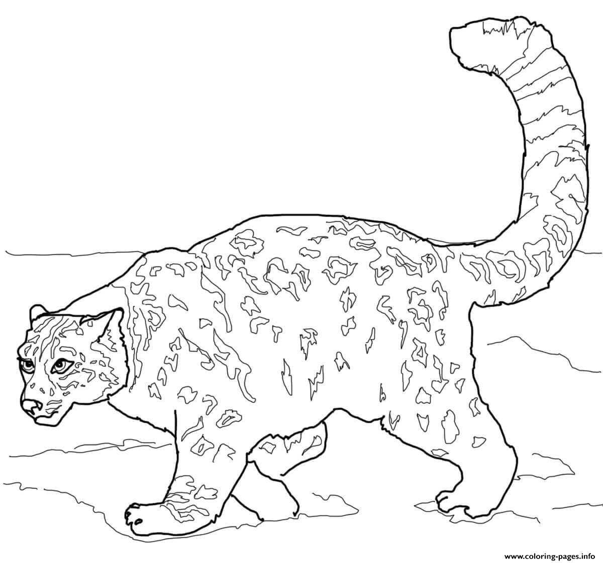 Crouching Snow Leopard Coloring Pages Printable