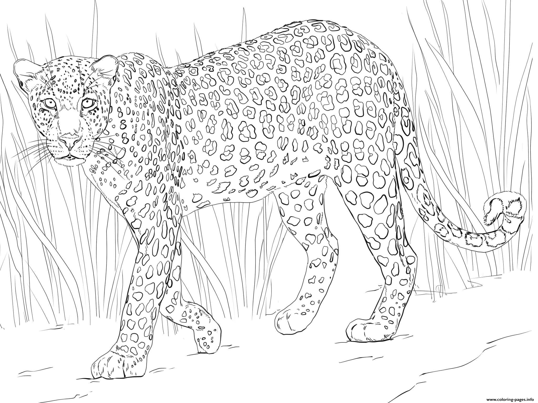 african-leopard-coloring-page-printable
