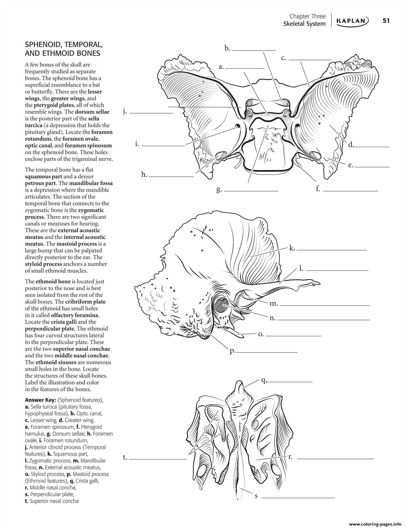 Human Anatomy Sphenoid Temporal And Ethmoid Bones coloring