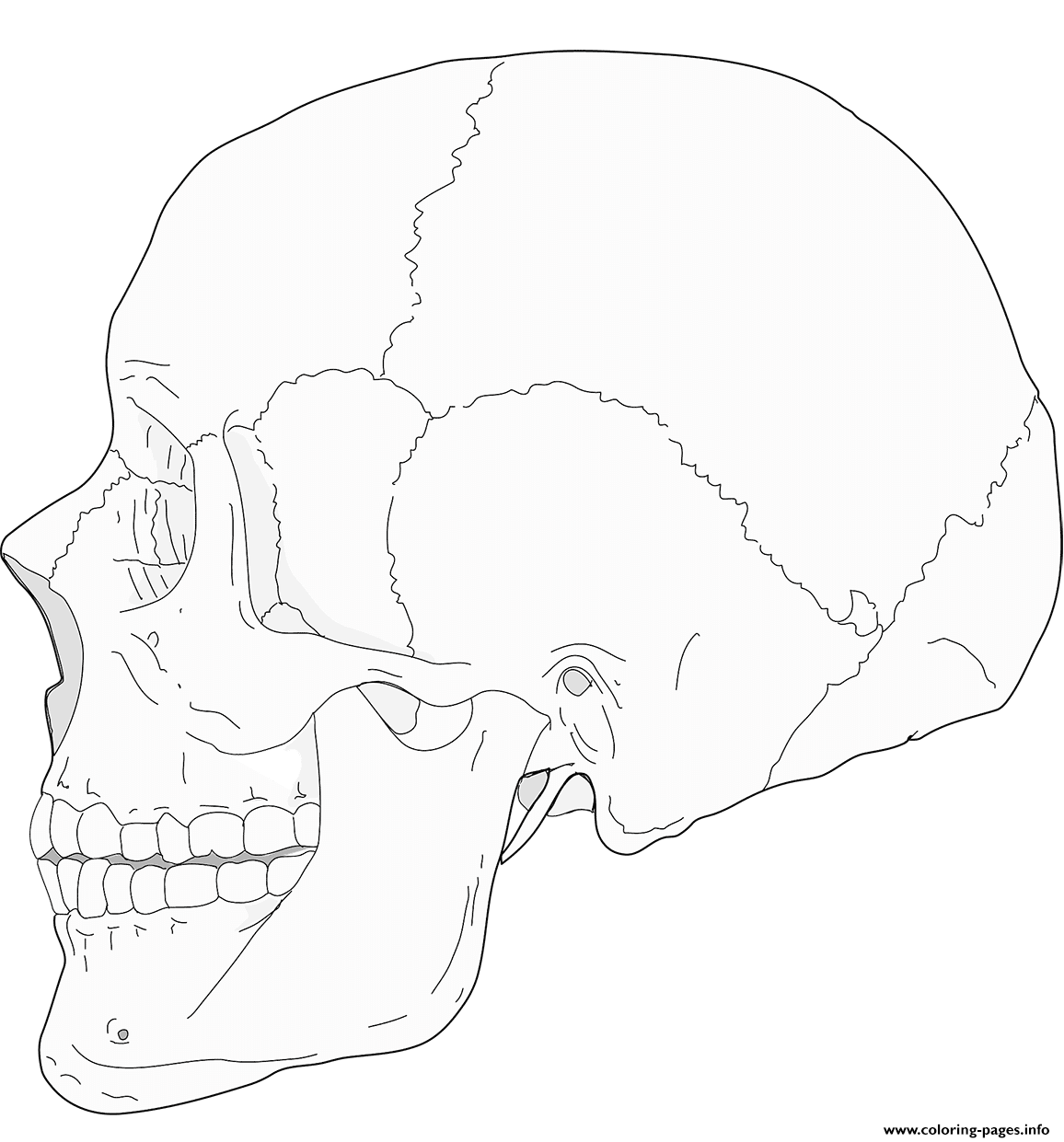 Human Skull Side View coloring
