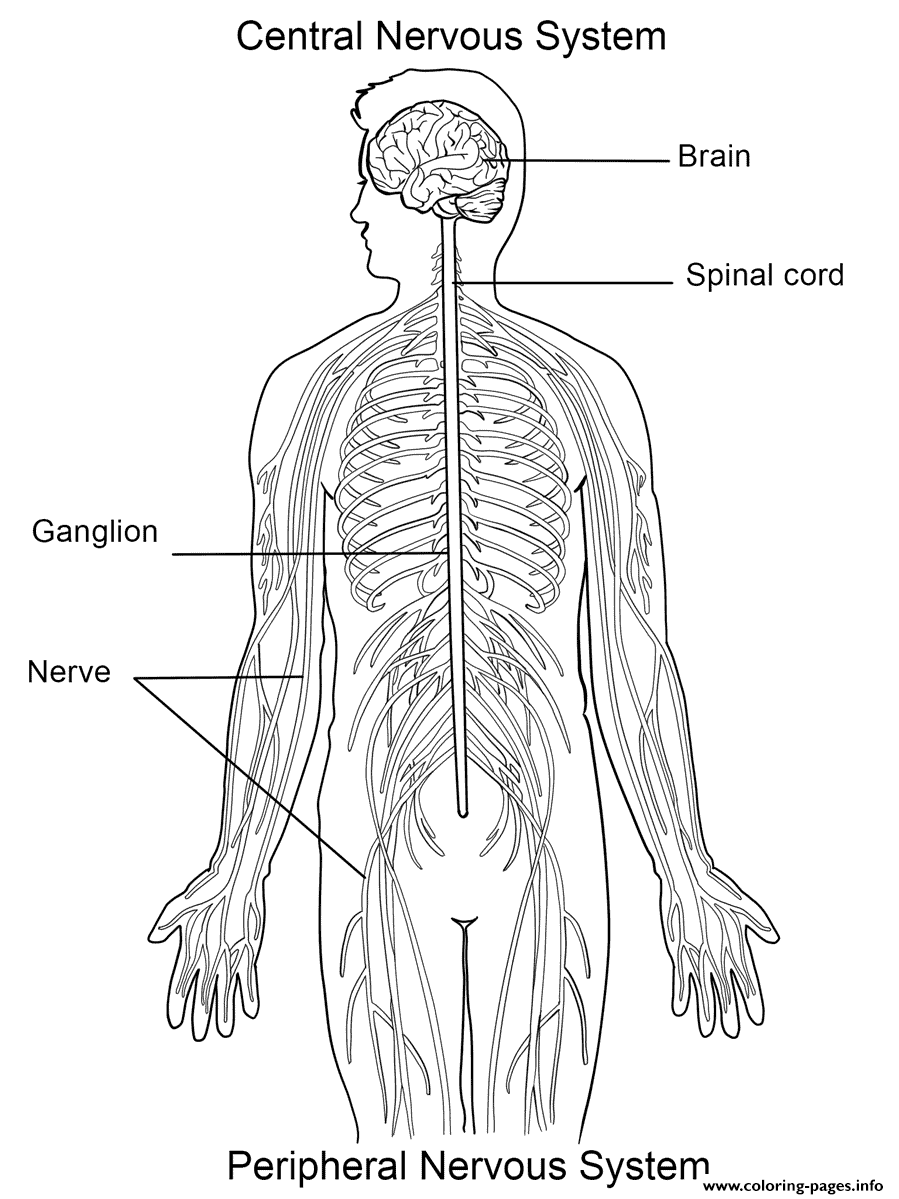 Nervous System Coloring page Printable