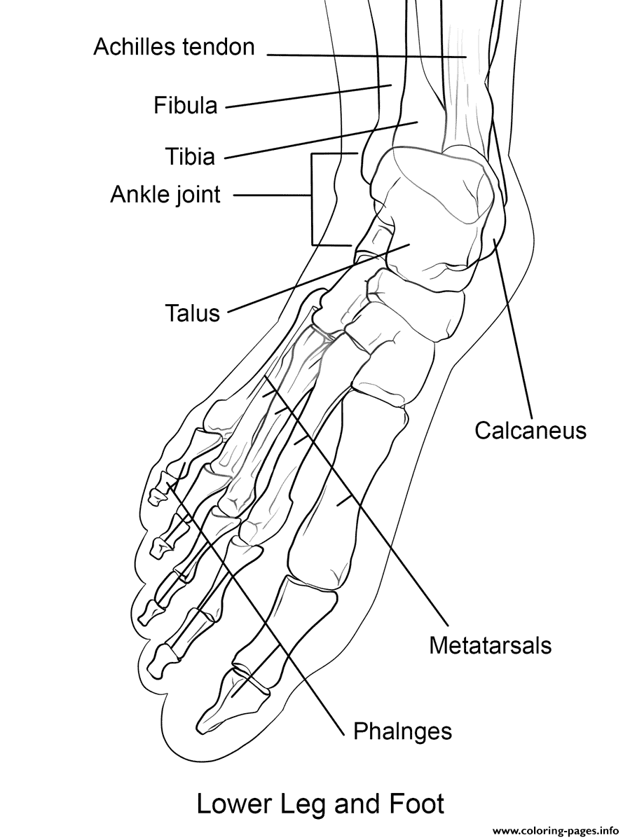Human Foot Bones coloring