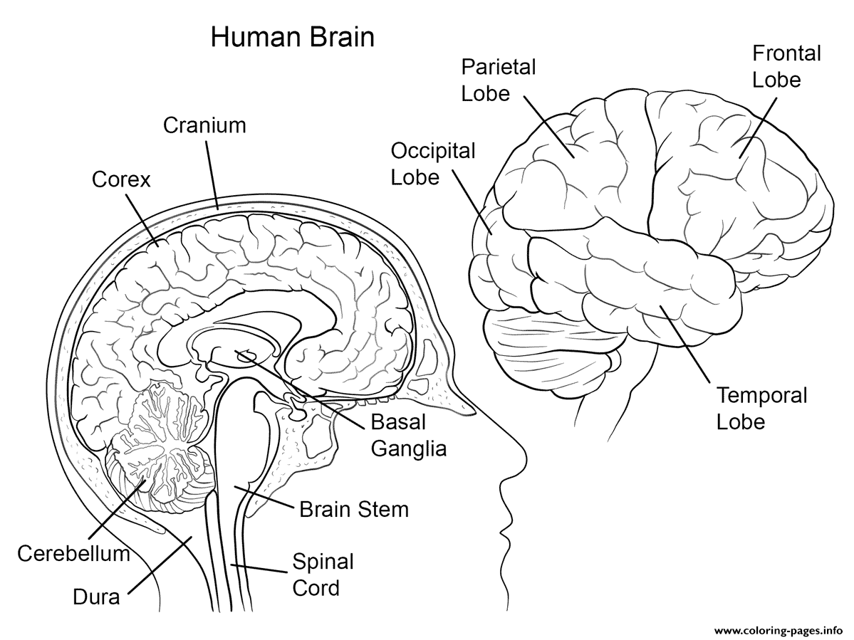 Human Brain Anatomy coloring