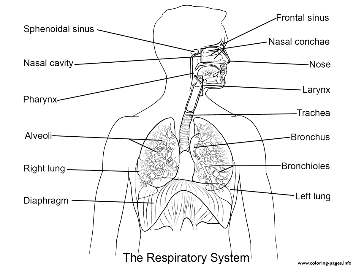 Respiratory System By Yulia Znayduk coloring