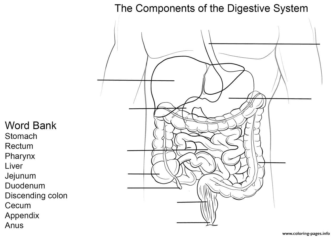 Digestive System Worksheet Coloring Pages Printable