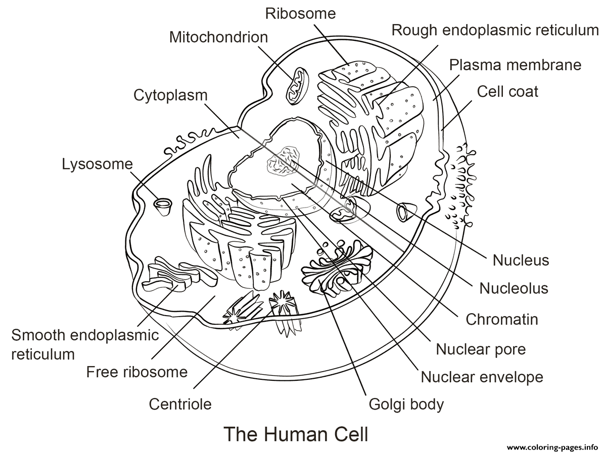 Human Cell coloring