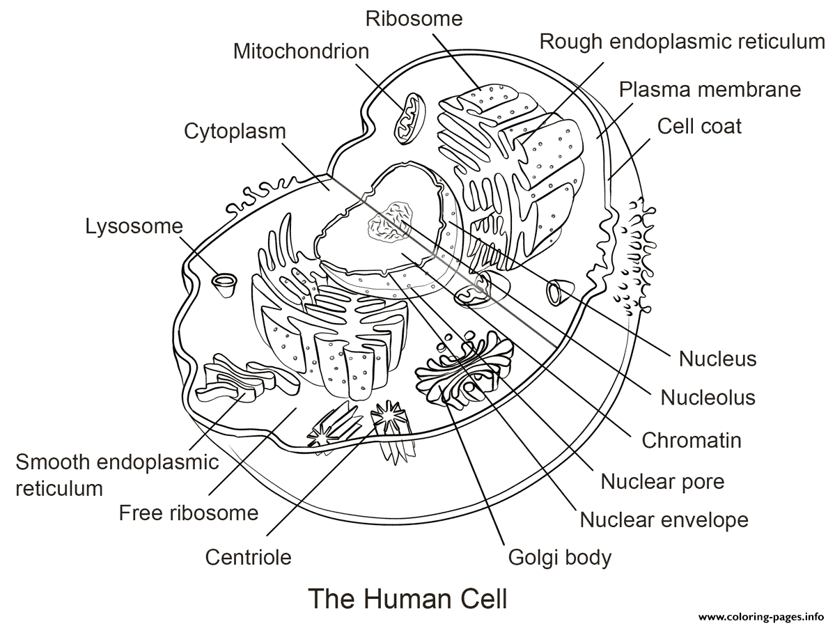 human-cell-coloring-page-printable