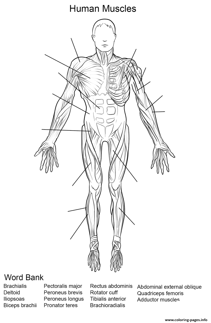 Human Muscles Front View Worksheet coloring