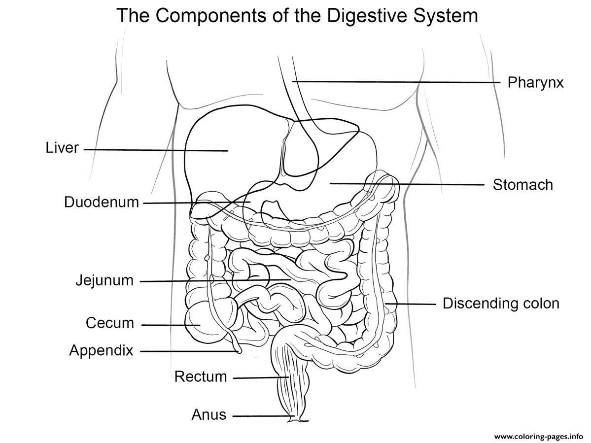 Human Digestive System Coloring Pages Printable