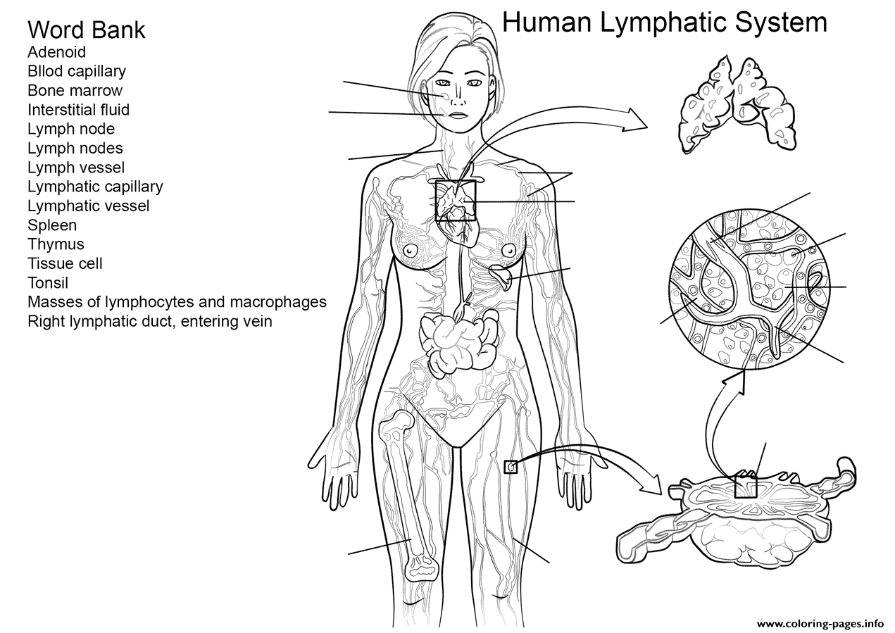 Lymphatic System Worksheet Coloring Pages Printable