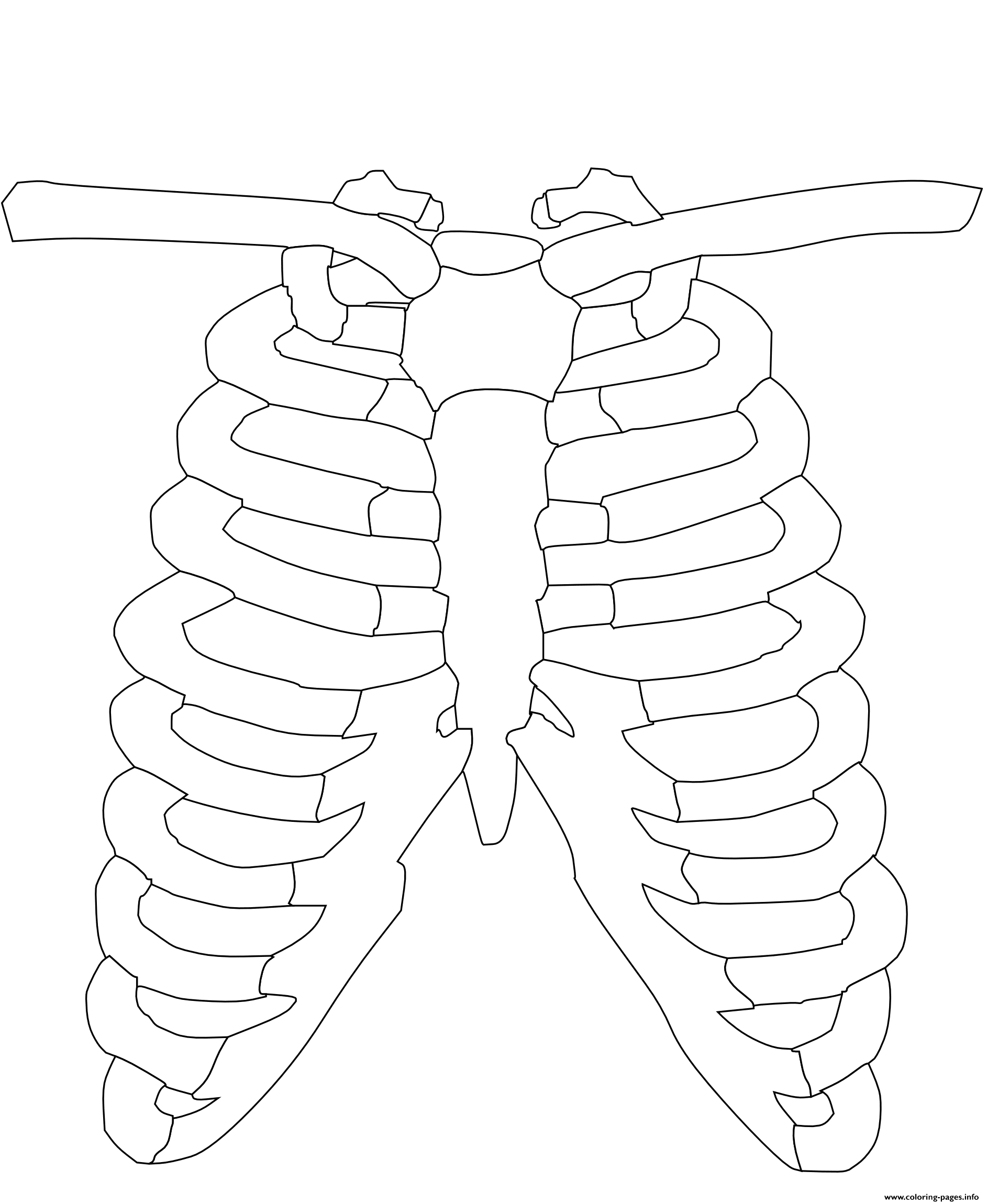 Rib Cage Coloring Pages Printable